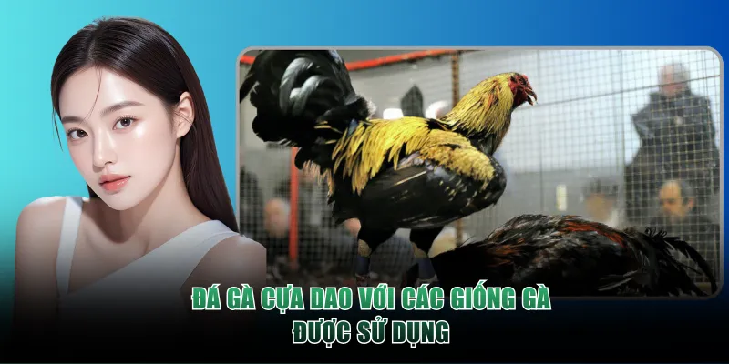 Đá Gà Cựa Dao với các giống gà được sử dụng