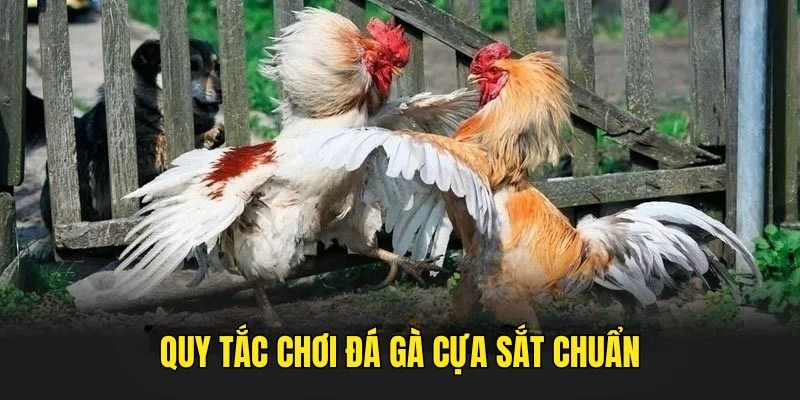 Quy tắc chọi kê cựa sắt