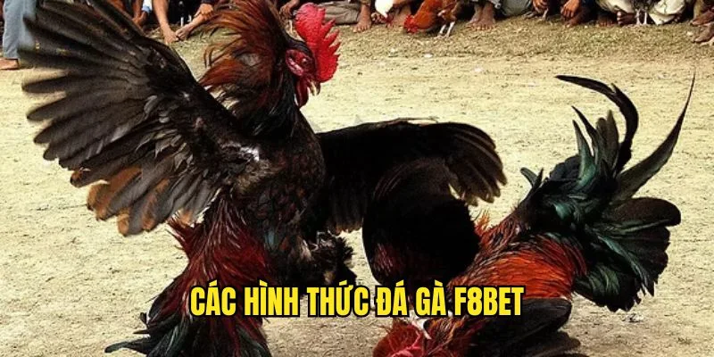 3 hình thức chọi kê được phát sóng nhiều